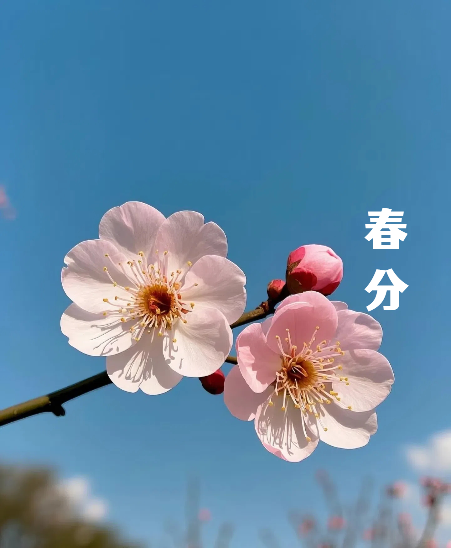 春分||花間一壺酒，莫負(fù)好時光