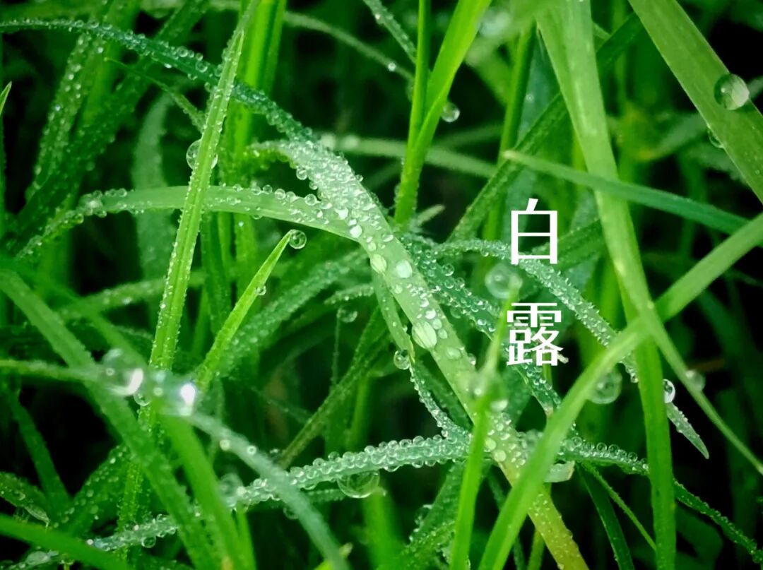 白露||霜凝秋意心自閑，歲月靜美福滿園